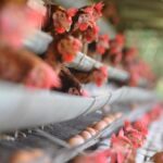Bogor Kembangkan Peternakan Ayam Petelur untuk Dukung Program MBG