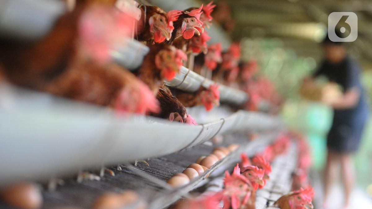 Bogor Kembangkan Peternakan Ayam Petelur untuk Dukung Program MBG