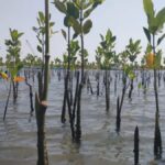 Penanaman Bakau PIK: Aksi Nyata Kolaborasi Global-Lokal